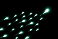 Ученые из Израиля смогли искусственно культивировать сперматозоиды