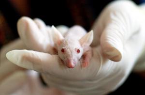 Израильские ученые впервые смогли увеличить продолжительность жизни мышей: применима ли эта технология к людям?
